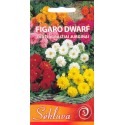Jurginai darželiniai 'Figaro Dwarf Mix' 0,5 g