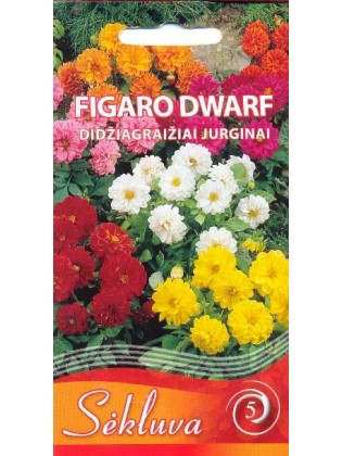 Dalia zmienna 'Figaro Dwarf Mix' 0,5 g