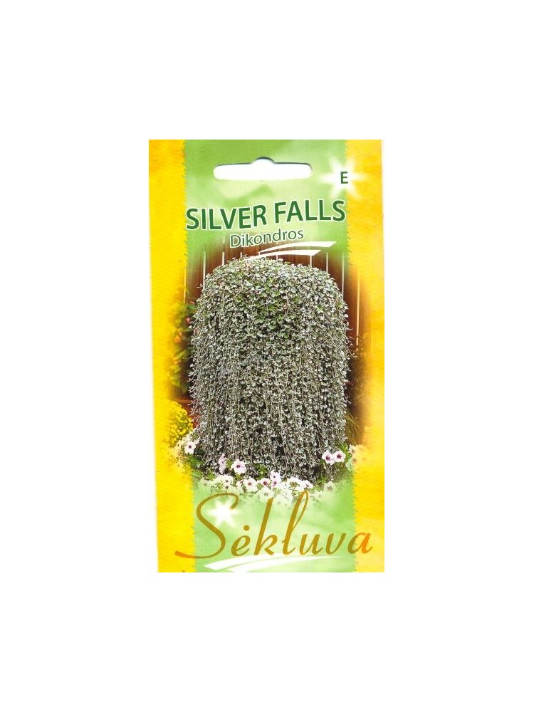 Dichondra srebrzysta 'Silver Falls' 10 nasion