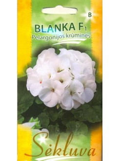 Pelargonijos juostuotosios 'Blanka' H, 5 sėklos