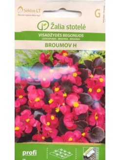 Begonia semperflorens 'Broumov' H, 50 graines