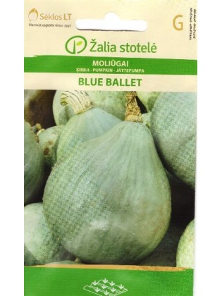 Dynia olbrzymia 'Blue Ballet' 5 nasion