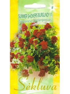 Pelargonia bluszczolistna 'Summer Showers Burgundy' H, 5 nasion
