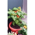 Pomidor zwyczajny 'Balconi Red' H, 15 nasion