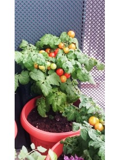 Pomidorai valgomieji 'Balconi Red' H, 15 sėklų