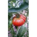 Harilik tomat 'Brutus' 0,2 g
