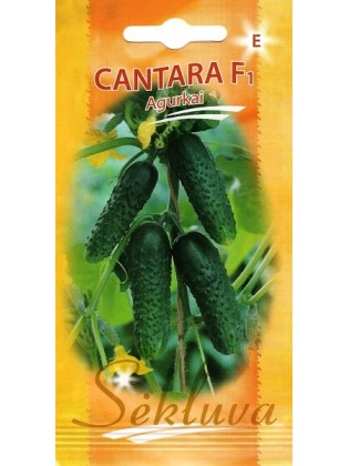 Einlegegurken'Cantara' H, 20 Samen