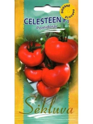 Pomidor zwyczajny 'Celesteen' H, 50 nasion
