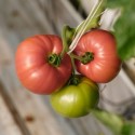 Pomidor zwyczajny 'Esmira' H, 100 nasion