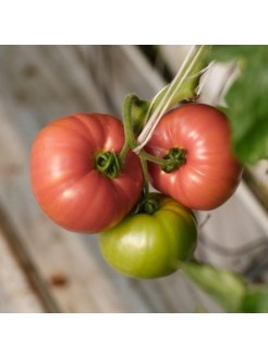 Pomidorai valgomieji 'Esmira' H, 100 sėklų