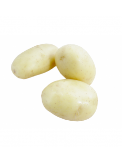 Bulvės sėklinės 'Campina' 2 kg
