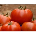 Pomidor zwyczajny 'Belle' H, 250 nasion