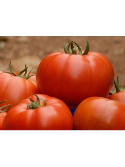 Pomidorai valgomieji 'Belle' H, 500 sėklų
