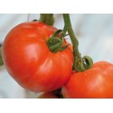 Pomidor zwyczajny 'Berberana' H, 250 nasion
