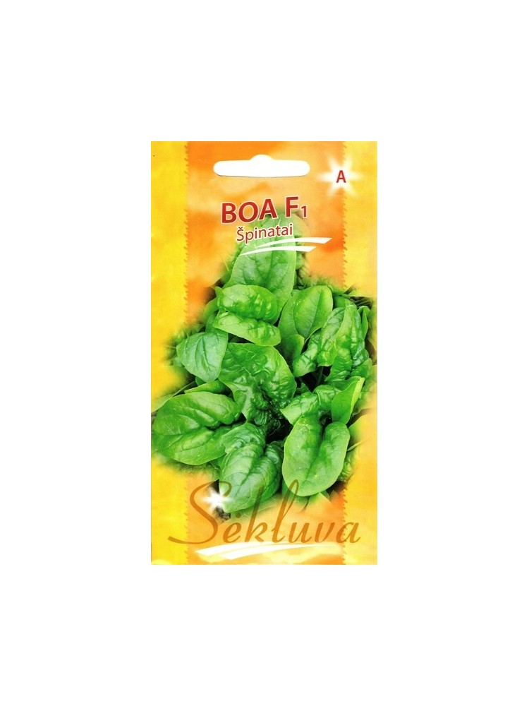 Szpinak warzywny 'Boa' H, 5 g