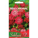Schleifenblume 'Rose Cardinal' 0,5 g