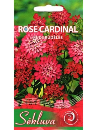Ubiorek gibraltarski 'Rose Cardinal' 0,5 g
