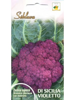 Lillkapsas 'Di Sicilia Violetto' 0,5 g