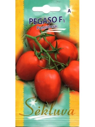 Pomidor 'Pegaso' H, 15 nasion