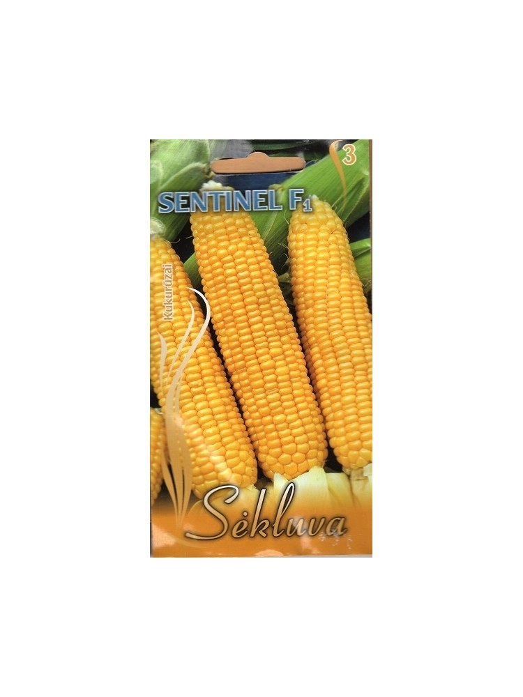 Kukurydza zwyczajna 'Sentinel' H, 15 nasion