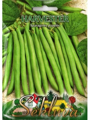 Gartenbohne 'Harvester' 50 g