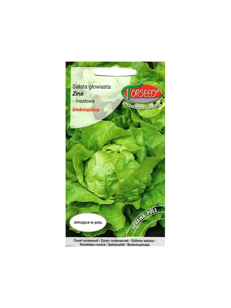 Gartensalat 'Zina' 0,5 g