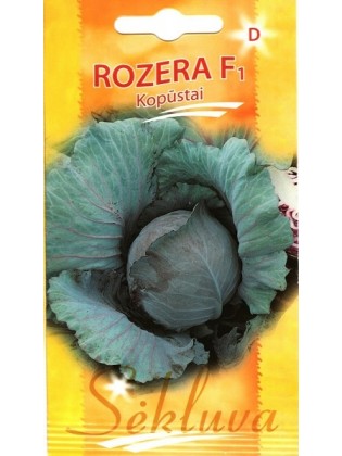 Rotkohl 'Rozera' F1, 25 Samen