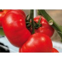 Pomidor zwyczajny 'Buran' H, 50 nasion