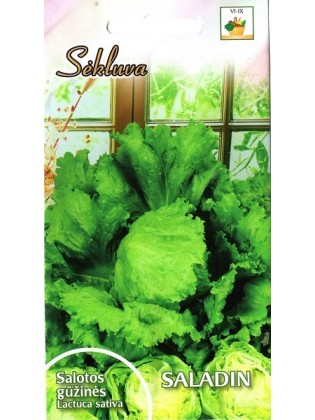 Gartensalat 'Saladin' 0,5 g