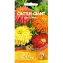Cynia wytworna 'Cactus Giant', mieszanka, 1 g