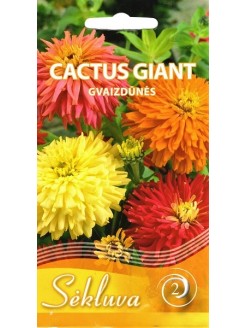 Zinnia violacea 'Cactus Giant', mélange, 1 g