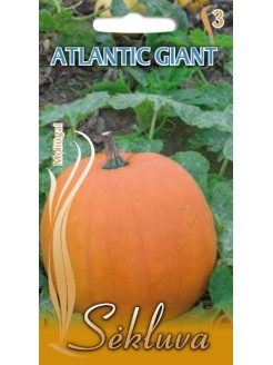Moliūgai didieji 'Atlantic Giant' 50 g