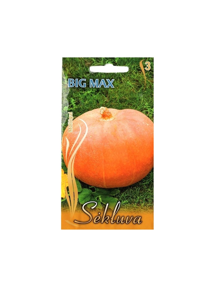 Moliūgai didieji 'Big Max', 7 sėklos