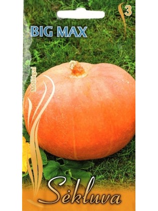 Dynia 'Big Max', 7 nasion
