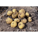 Bulvės sėklinės 'Karelia' 5 kg
