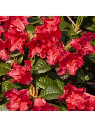 Rhododendren 'Scarlet Wonder' 1 Stck.