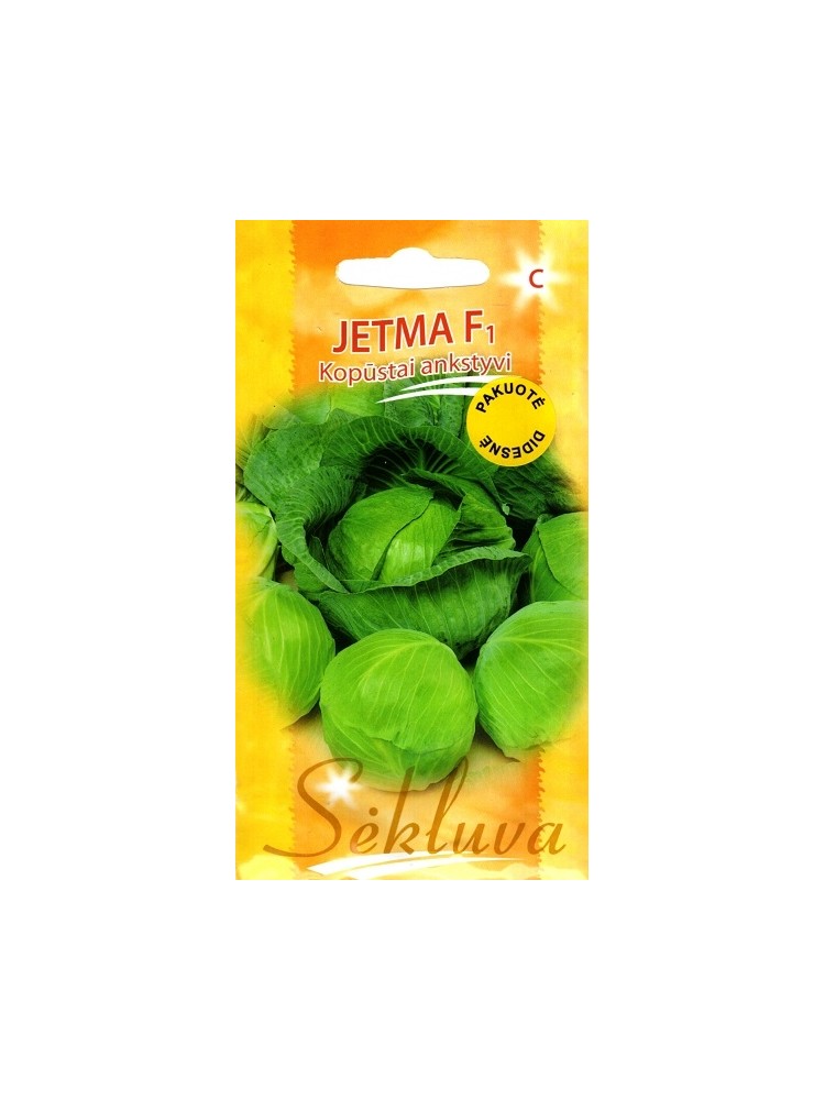 Weißkohl 'Jetma' H, 500 Samen
