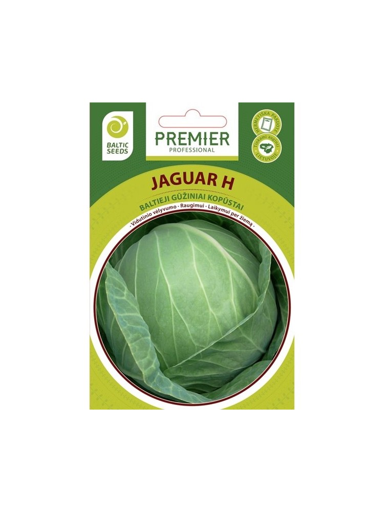 White cabbage 'Jaguar H' , 45 seeds