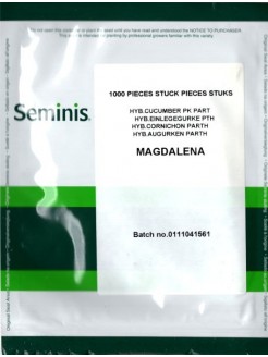Ogórek siewny 'Magdalena' H, 1000 nasion