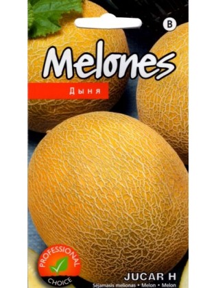 Ogórek melon 'Jucar' F1, 5 nasion