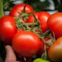 Tomate 'Raissa' H, 100 Samen