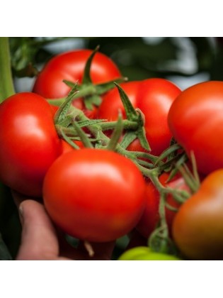 Pomidorai valgomieji 'Raissa' H, 100 sėklų