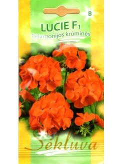 Zonal geraniums 'Lucie' H, 5 seeds
