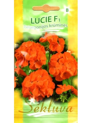 Pelargonien 'Lucie' H, 5 Samen