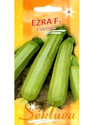 Zucchini 'Ezra' H, 6 Samen