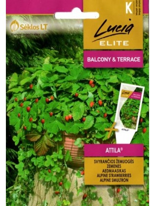 Wald-Erdbeere 'Attila' 0,1 g