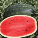 Wassermelone 'Mirsini' H, 100 Samen