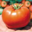 Pomidor 'Bobcat' H, 100 nasion