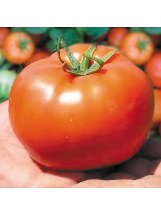Pomidorai valgomieji 'Bobcat' H, 100 sėklų