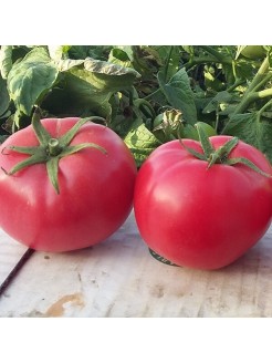 Pomidorai valgomieji 'Hapynet' H, 100 sėklų